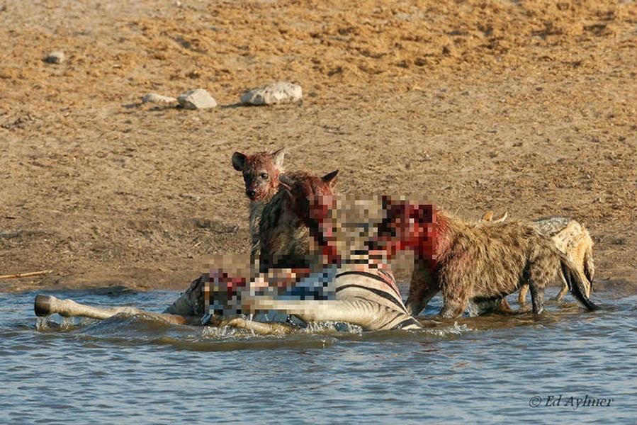 Trong một chuyến đi đến Vườn quốc gia Etosha ở Namibia, tác giả Ed Aylmer đã có cơ hội hiếm hoi để chứng kiến và chụp ảnh cảnh những con linh cẩu tấn công và giết chết một con ngựa vằn bị thương ở hồ nước Chudop. Cảnh tượng kinh khiếp nhất là bầy linh cẩu mổ phanh bụng ngựa vằn.